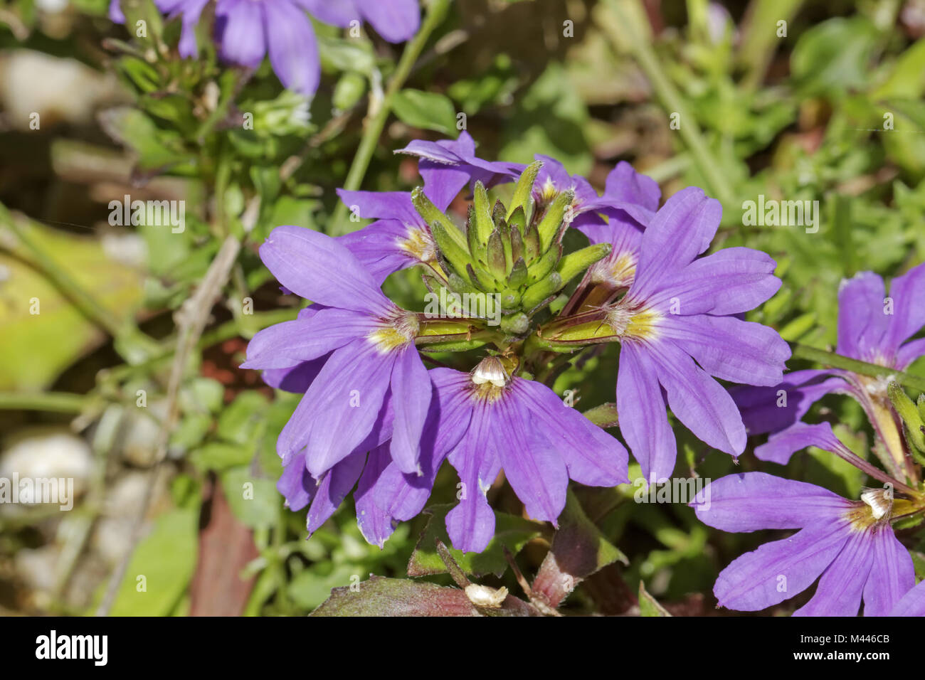 Scaevola aemula, hadas flor, ventilador Ventilador común-fl Fotografía de  stock - Alamy