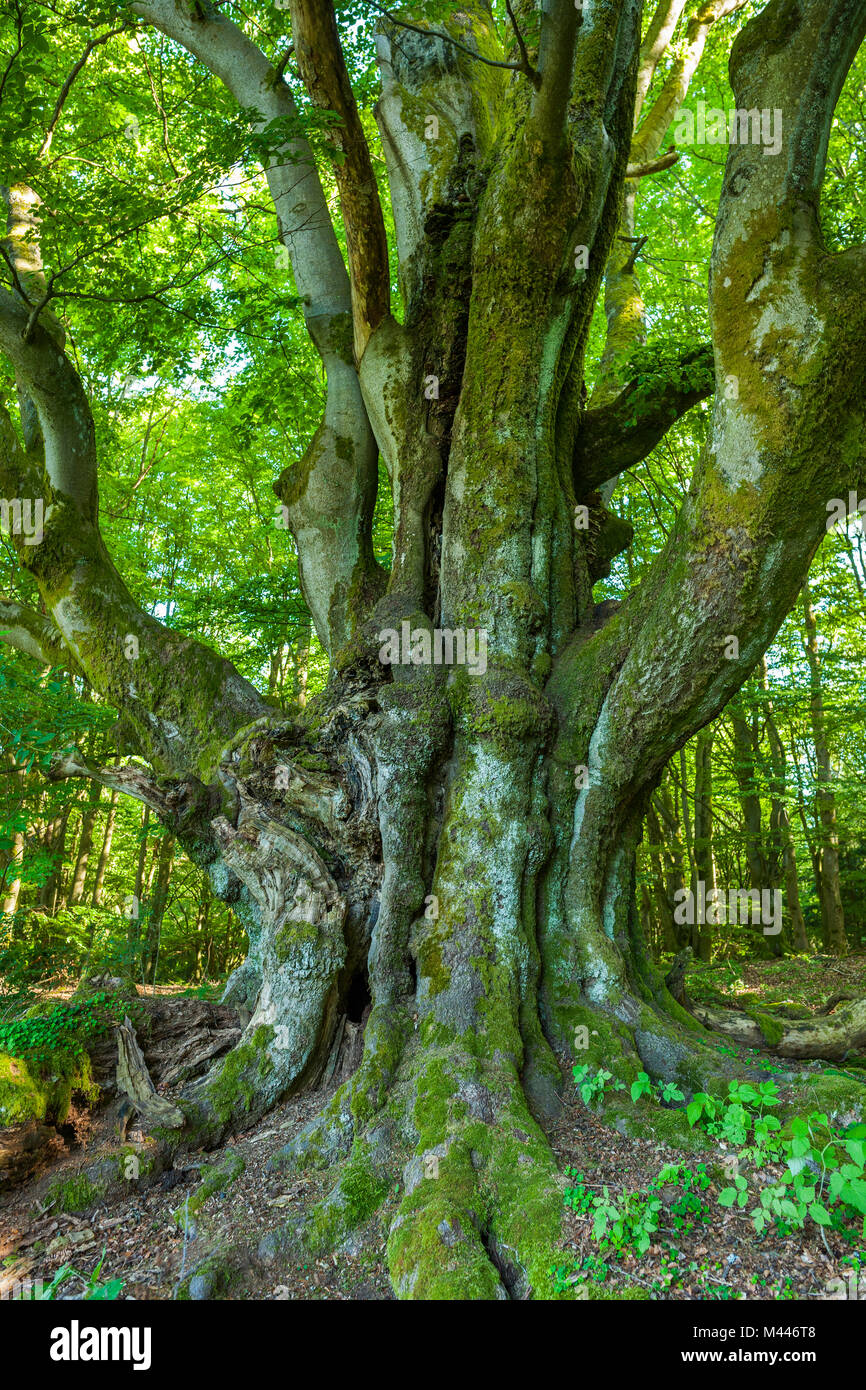 Antiguo común haya (Fagus sylvatica), madera de haya pastos,Reserva de la Biosfera Rhön, Baviera, Alemania Foto de stock