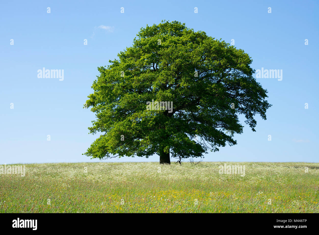 Inglés antiguo de roble (Quercus robur) en la floración meadow,árbol solitario, Turingia, Alemania Foto de stock