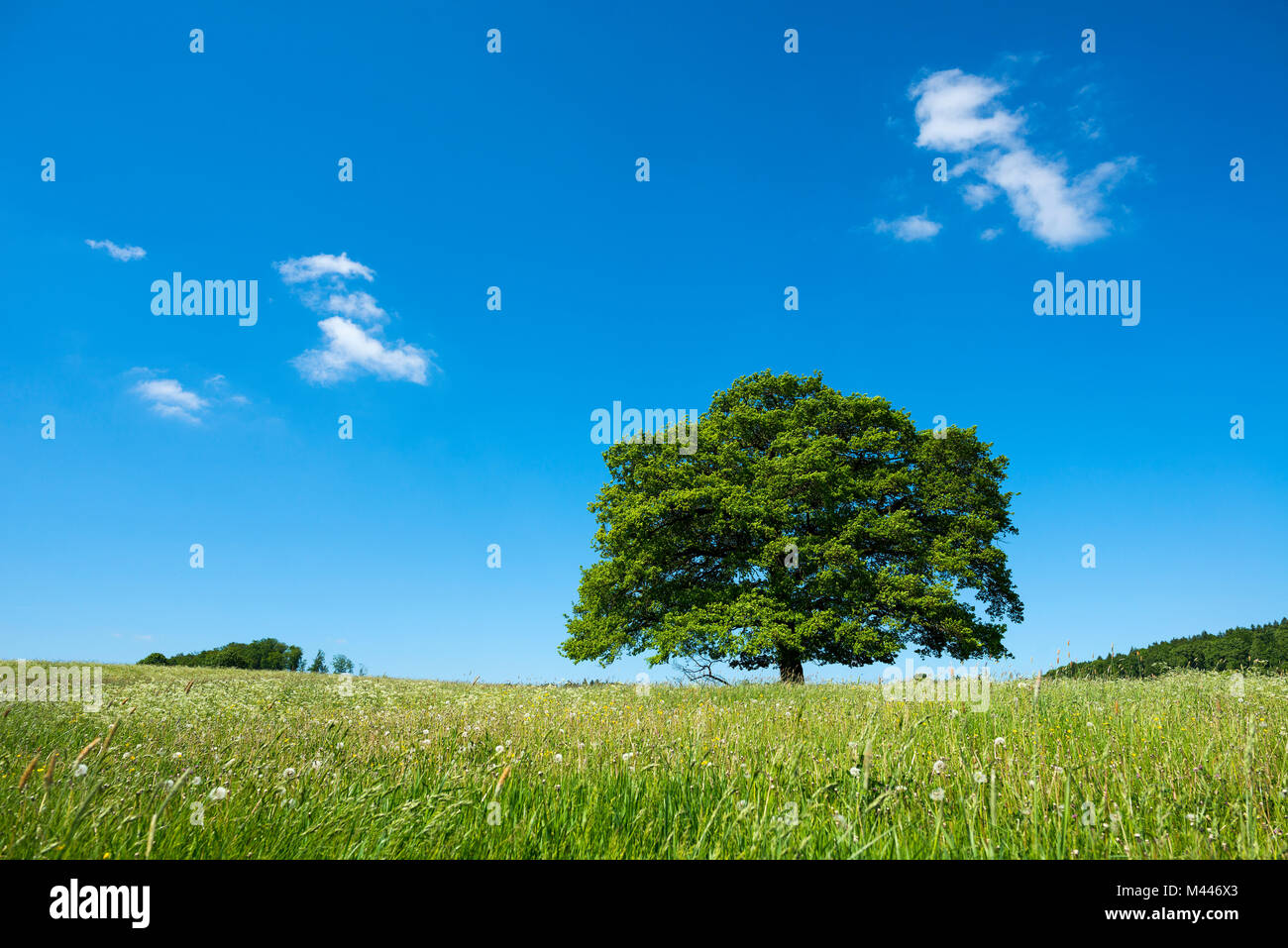 Inglés antiguo de roble (Quercus robur) en la floración meadow,árbol solitario, Turingia, Alemania Foto de stock