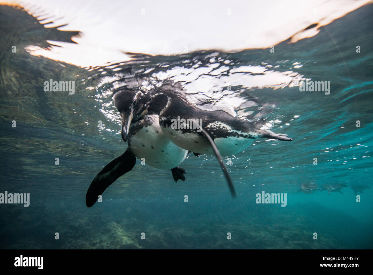 Los pingüinos socializar, Seymour, Galápagos, Ecuador Foto de stock