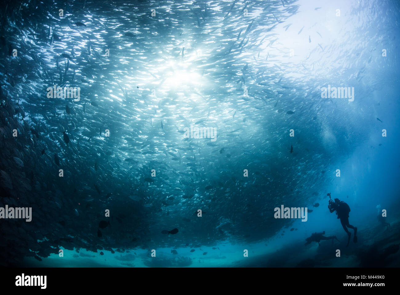 Buzo con la escuela de natación del pez gato, vista submarina, Cabo San  Lucas, Baja California Sur, México, América del Norte Fotografía de stock -  Alamy