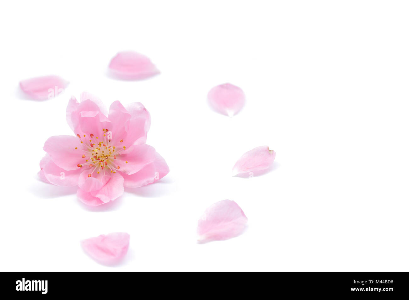 Flor de durazno japonés y pétalos sobre fondo blanco Fotografía de stock -  Alamy