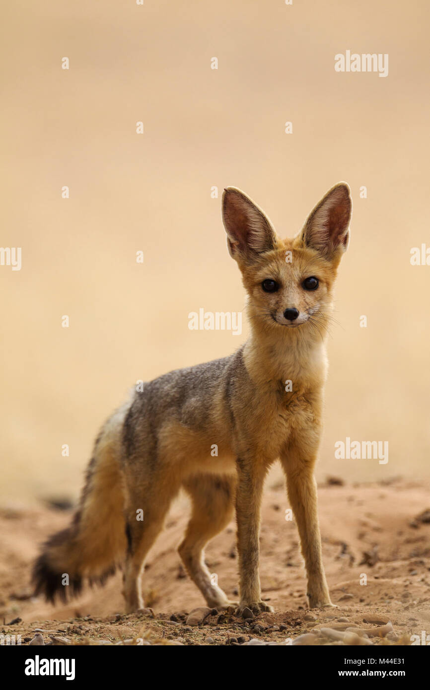 El zorro del Cabo (Vulpes chama). Alerta de adultos en su madriguera. Desierto de Kalahari, el Parque Transfronterizo Kgalagadi, Sudáfrica Foto de stock