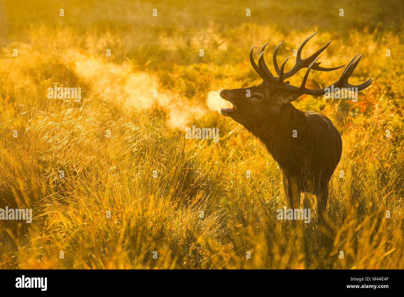 Ciervo rojo (Cervus elaphus). Berrea de ciervo al amanecer durante el badén, Richmond Park, Londres, Inglaterra Foto de stock