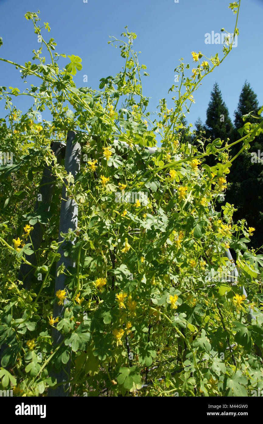 Tropaeolum peregrinum, Kanarische Kapuzinerkresse, reductor de Canarias Foto de stock