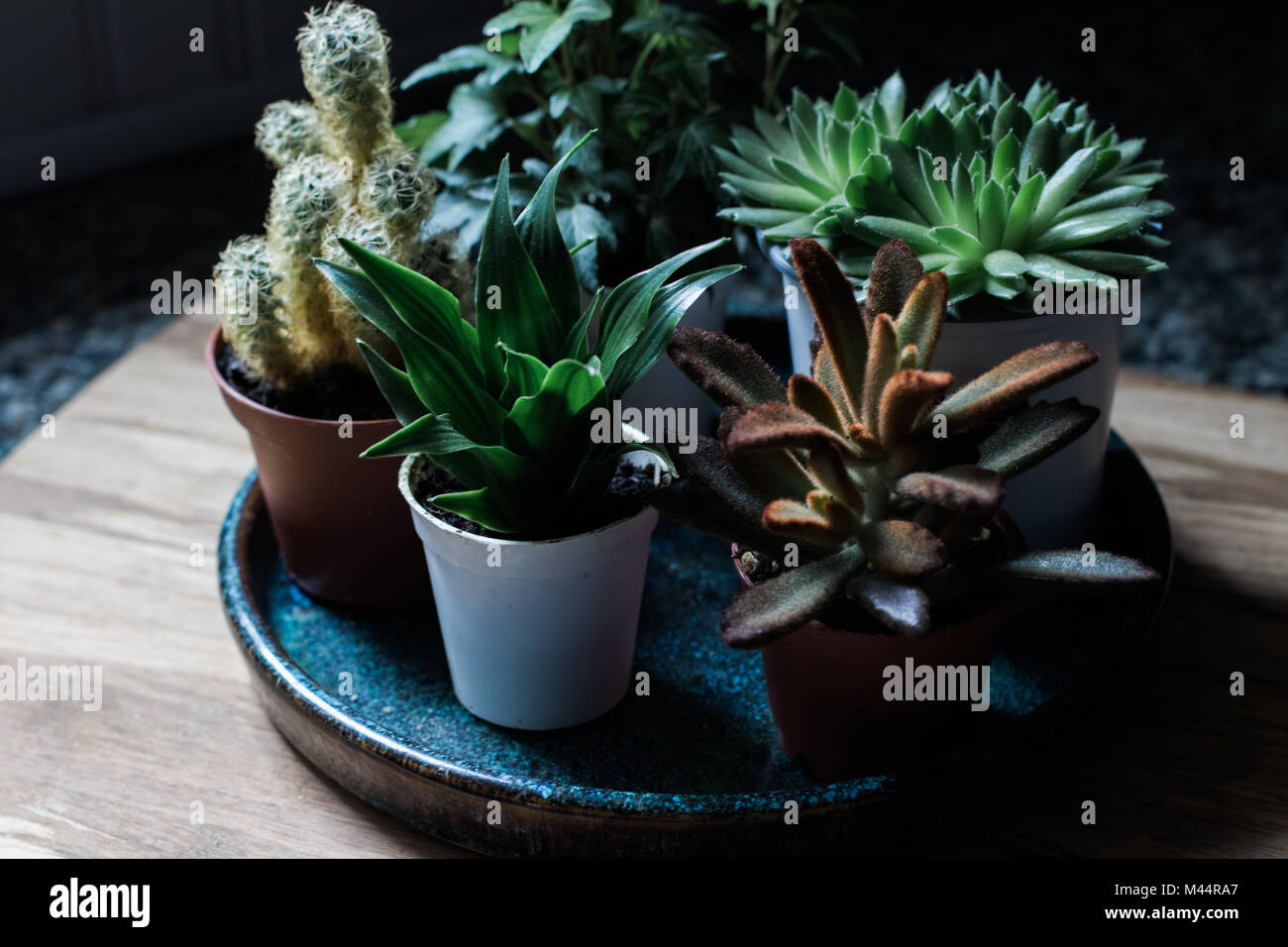 Suculentas y diminutas plantas de luz natural Foto de stock