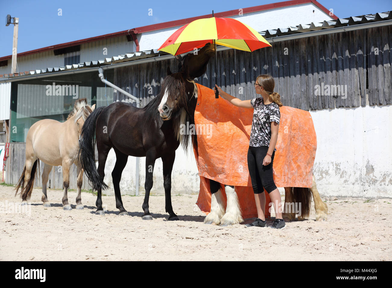 Arabian Horse, Caballo y noruego Vanner Gitana caballo. La formación de una calma prueba con la ayuda de una gran manta y un paraguas. Alemania Foto de stock