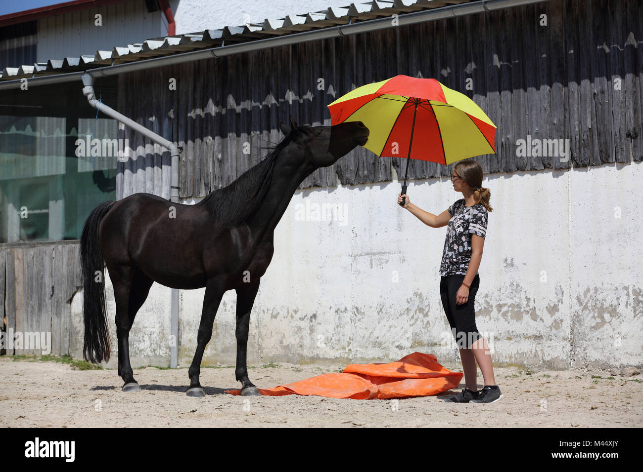 Prueba de caballos fotografías e imágenes de alta resolución - Alamy