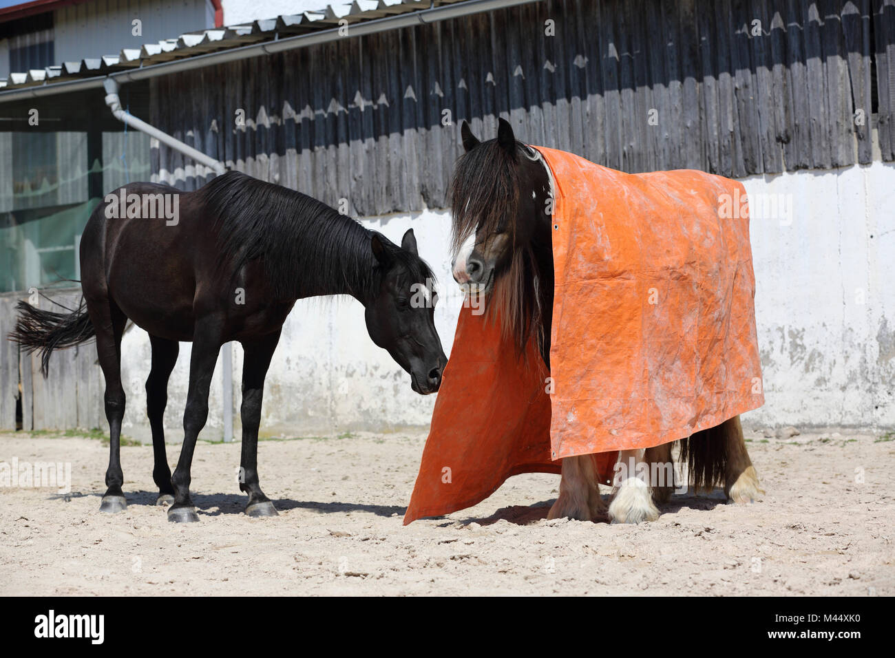 Arabian Horse y Gypsy Vanner caballo. La formación de una calma prueba con la ayuda de una gran manta. Alemania Foto de stock