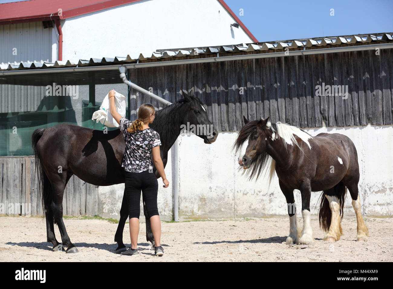 Arabian Horse y Gypsy Vanner caballo. La formación de una calma prueba con la ayuda de ruidosos cosas en un saco. Alemania Foto de stock