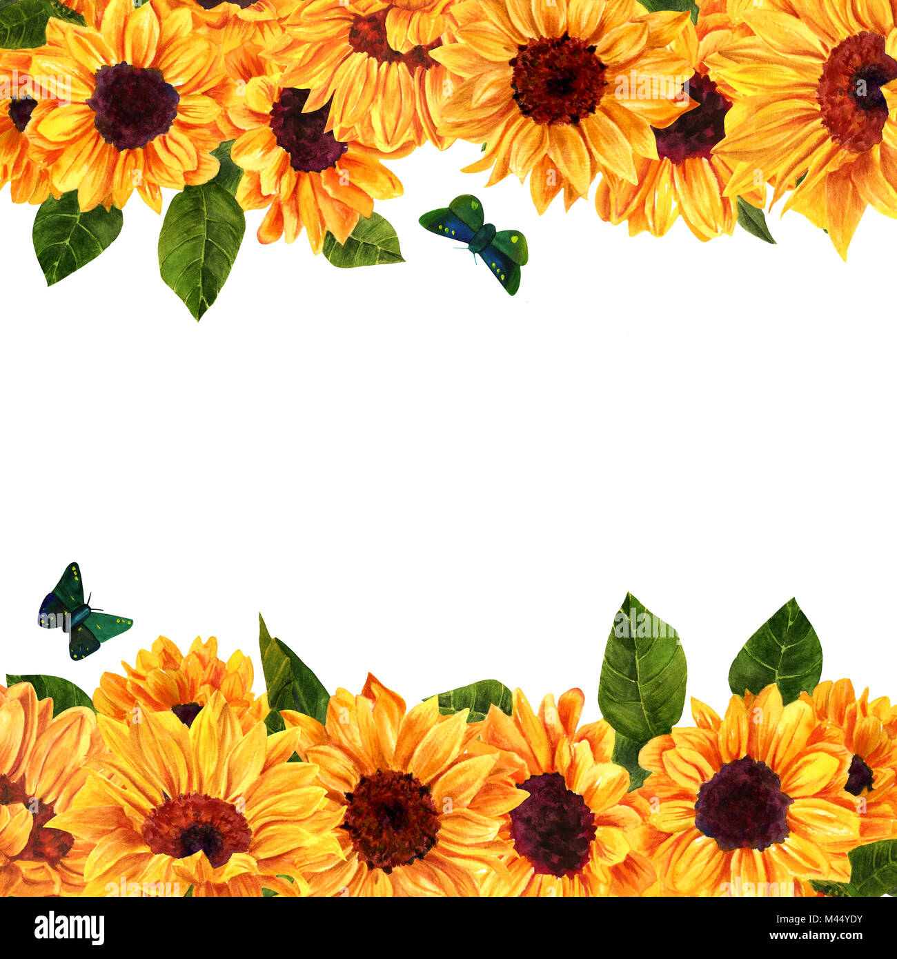Girasoles dibujo fotografías e imágenes de alta resolución - Alamy Girasoles dibujo fotografías e imágenes de alta resolución - Alamy