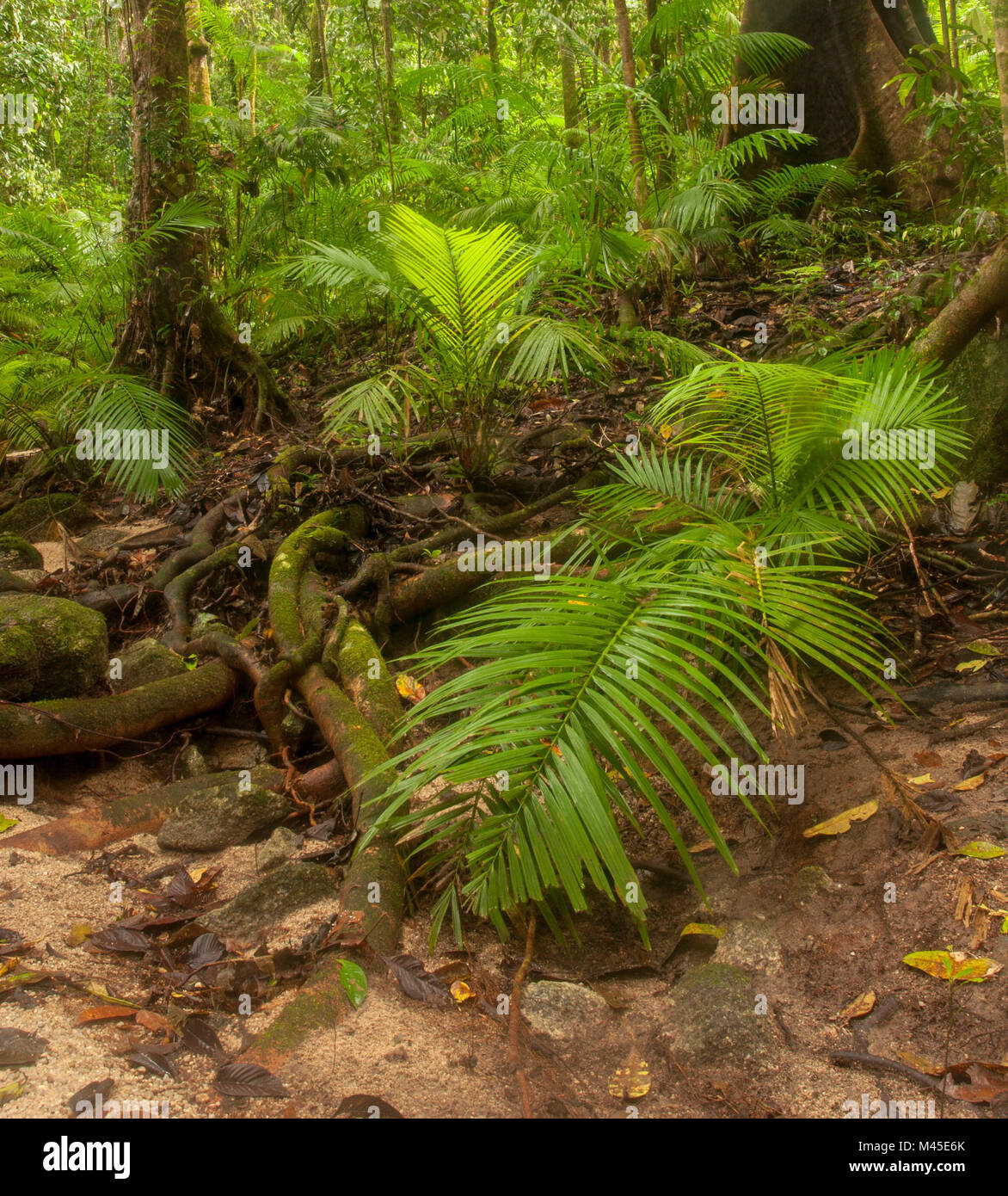 Compensación y soleada árboles en Mossman Gorge localizado en la parte sur del Parque Nacional Daintree, en el norte de Queensland, Australia. A 80 kilómetros de Cairns Foto de stock