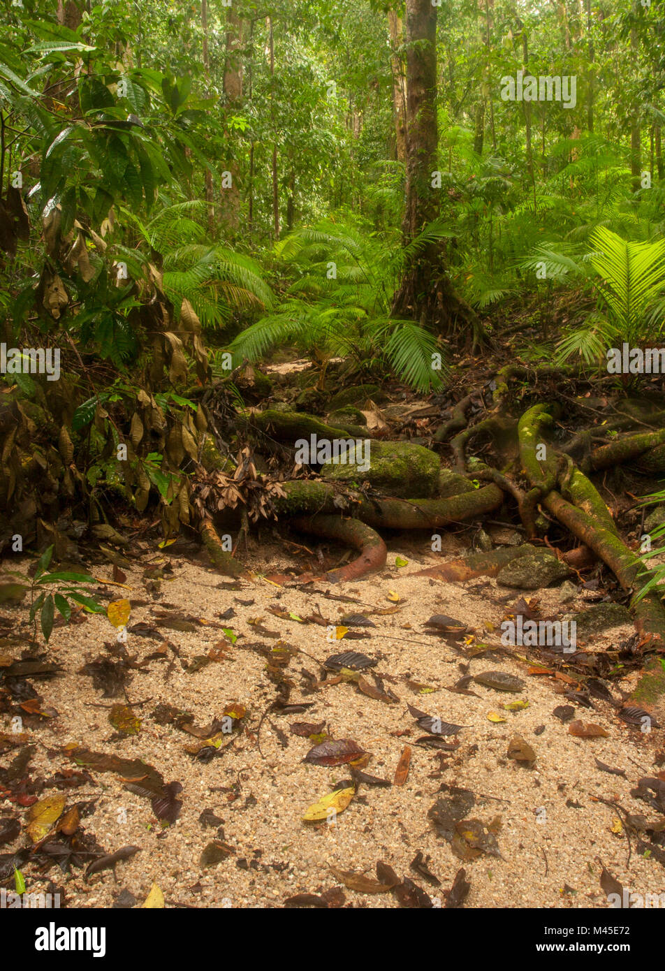 Compensación y soleada árboles en Mossman Gorge localizado en la parte sur del Parque Nacional Daintree, en el norte de Queensland, Australia. A 80 kilómetros de Cairns Foto de stock