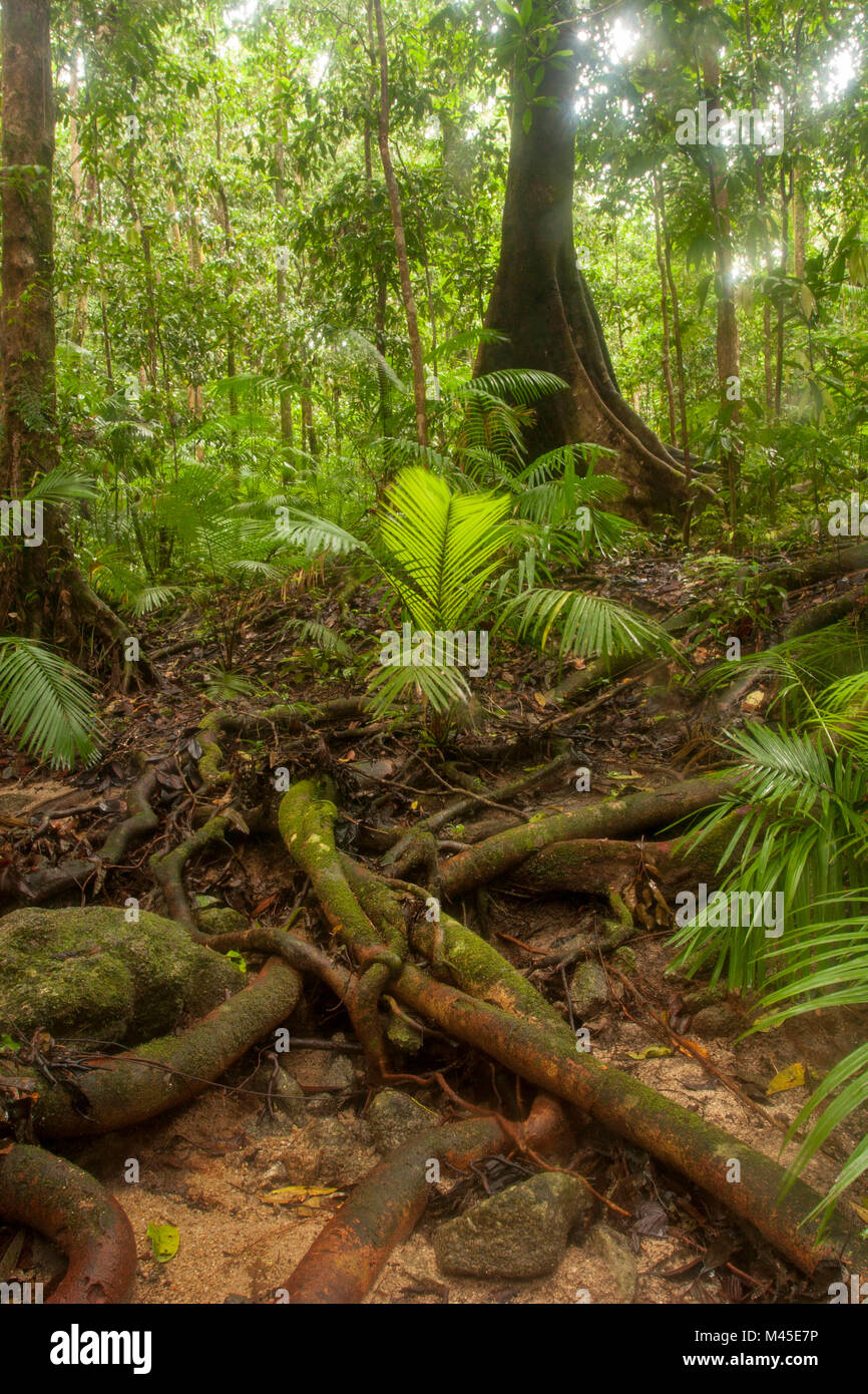 Compensación y soleada árboles en Mossman Gorge localizado en la parte sur del Parque Nacional Daintree, en el norte de Queensland, Australia. A 80 kilómetros de Cairns Foto de stock