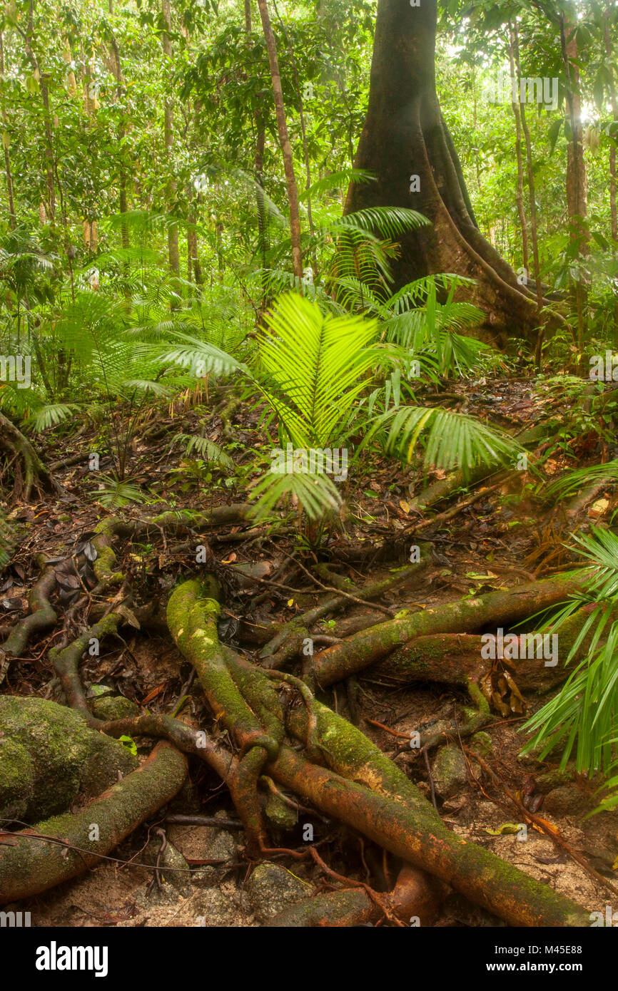Compensación y soleada árboles en Mossman Gorge localizado en la parte sur del Parque Nacional Daintree, en el norte de Queensland, Australia. A 80 kilómetros de Cairns Foto de stock