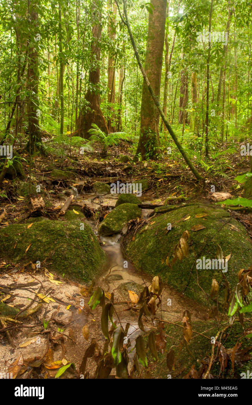 Compensación y soleada árboles en Mossman Gorge localizado en la parte sur del Parque Nacional Daintree, en el norte de Queensland, Australia. A 80 kilómetros de Cairns Foto de stock