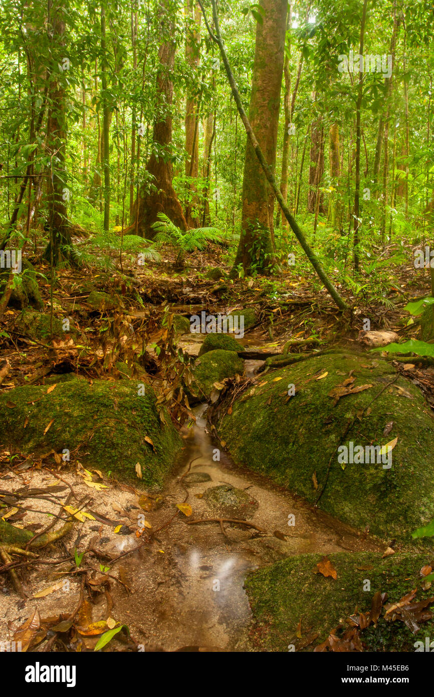 Compensación y soleada árboles en Mossman Gorge localizado en la parte sur del Parque Nacional Daintree, en el norte de Queensland, Australia. A 80 kilómetros de Cairns Foto de stock