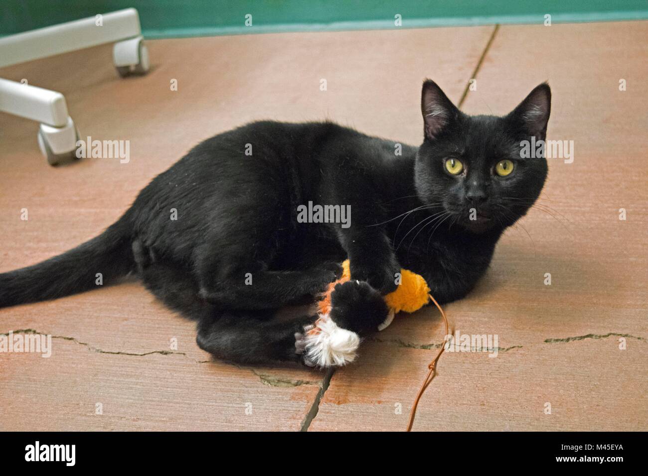 Gatos negros en adopcion fotografías e imágenes de alta resolución - Alamy