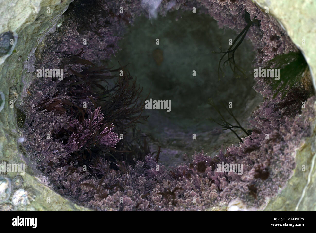 Corallina officinali, alga roja en piedra de Portland, Isla de Portland, Reino Unido (3 de 4) Foto de stock