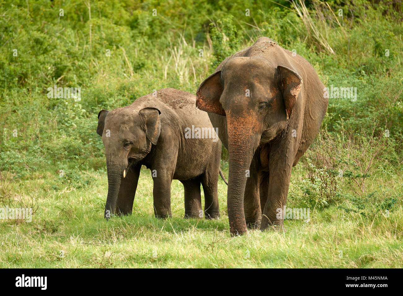 Los elefantes de Sri Lanka (Elephas maximus maximus) Pastoreo,Parque Nacional Minneriya,Norte de la Provincia Central,Sri Lanka Foto de stock