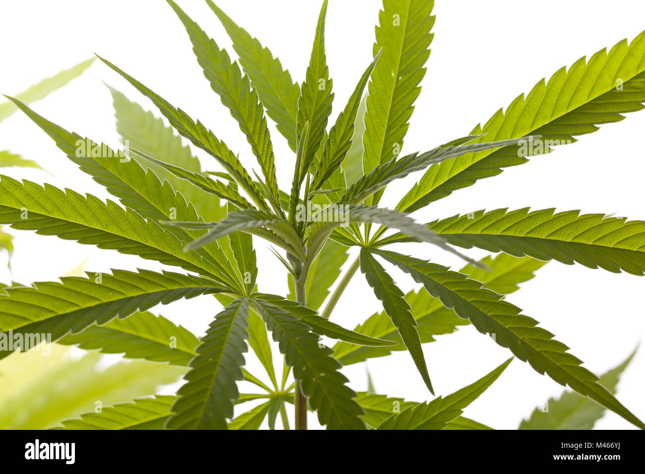 Las hojas de las plantas de marihuana fresca sobre fondo blanco. Foto de stock