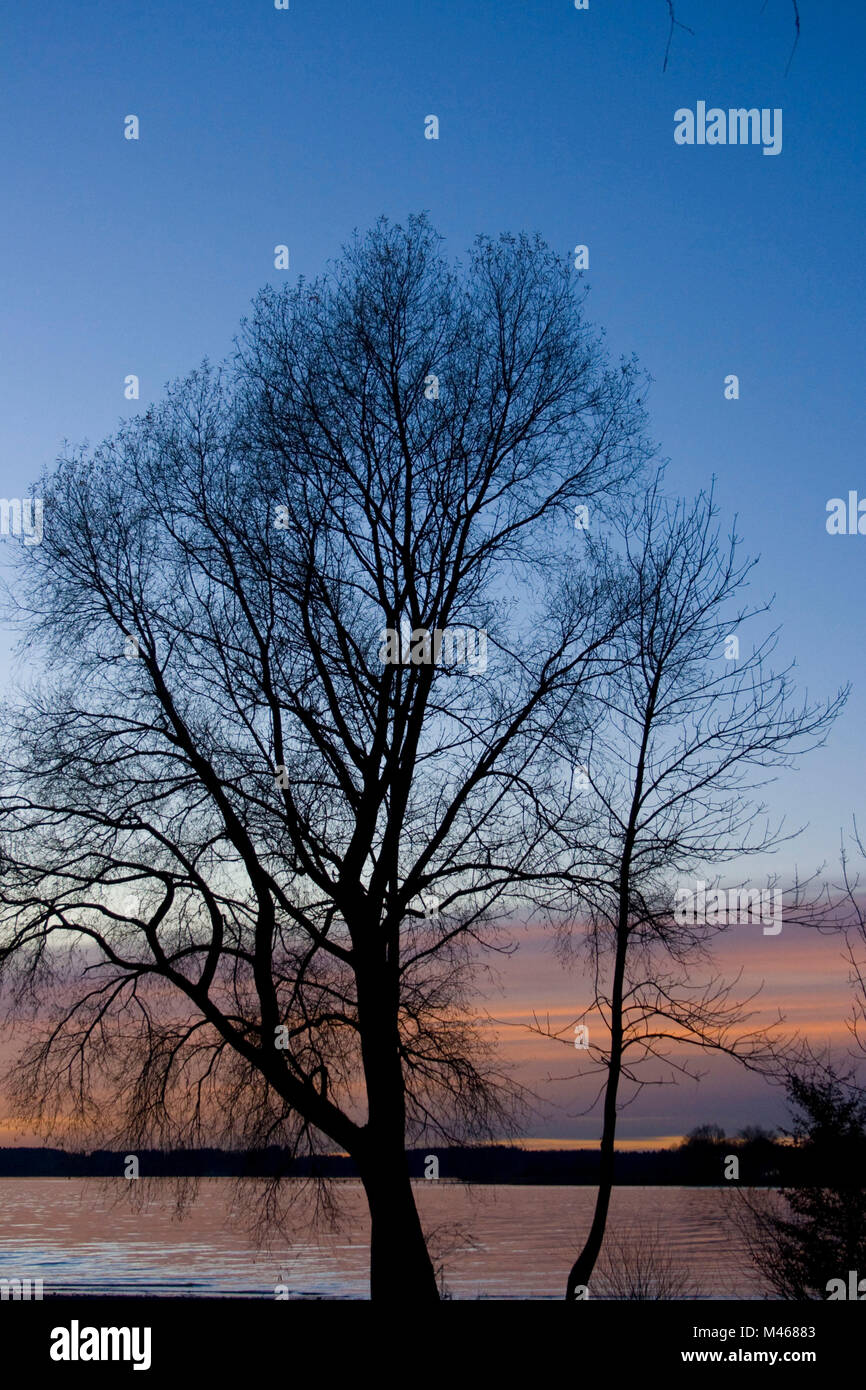 Silueta einer Baumweide (Salix alba),* November-Abendrot Chiemsee-Ufer soy sauce blanco en la orilla del lago contra el cielo nocturno Foto de stock