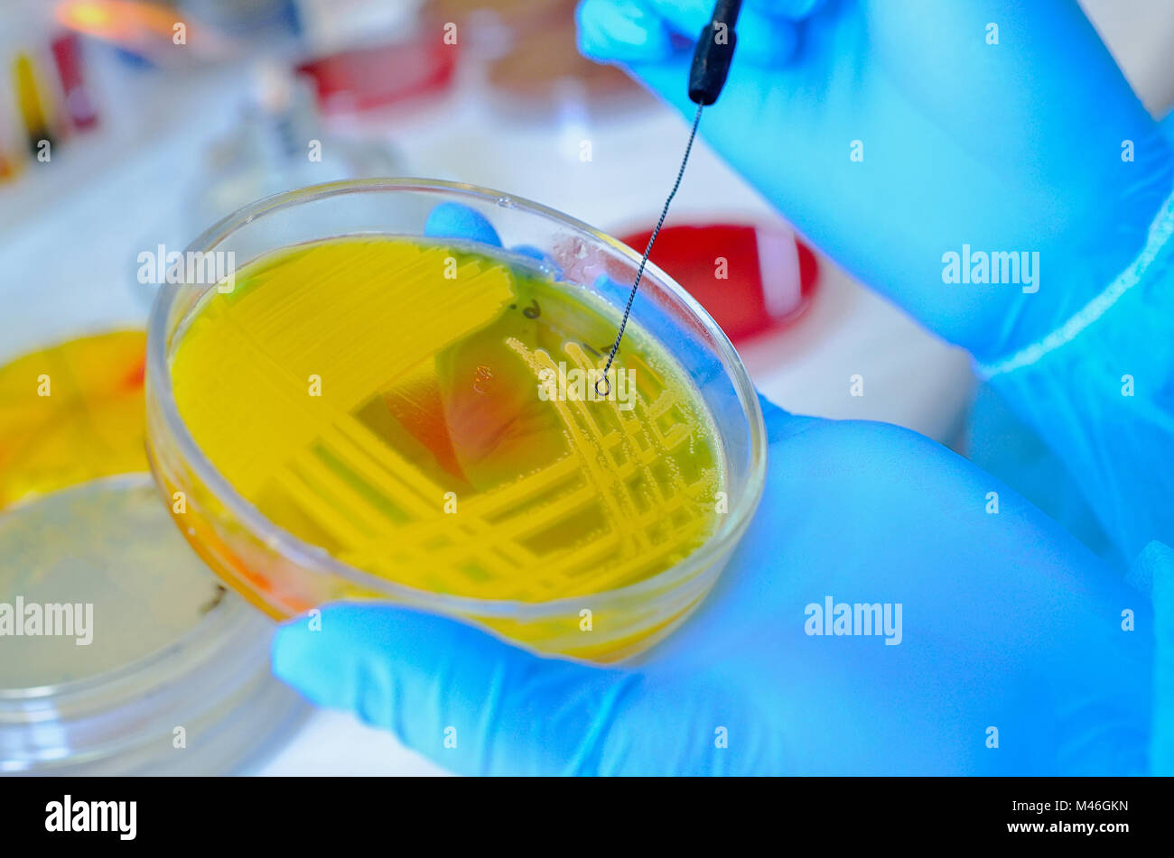 Placa de Petri. Laboratorio Microbiológico. Cultivos de hongos y moho. Investigación bacteriana Foto de stock