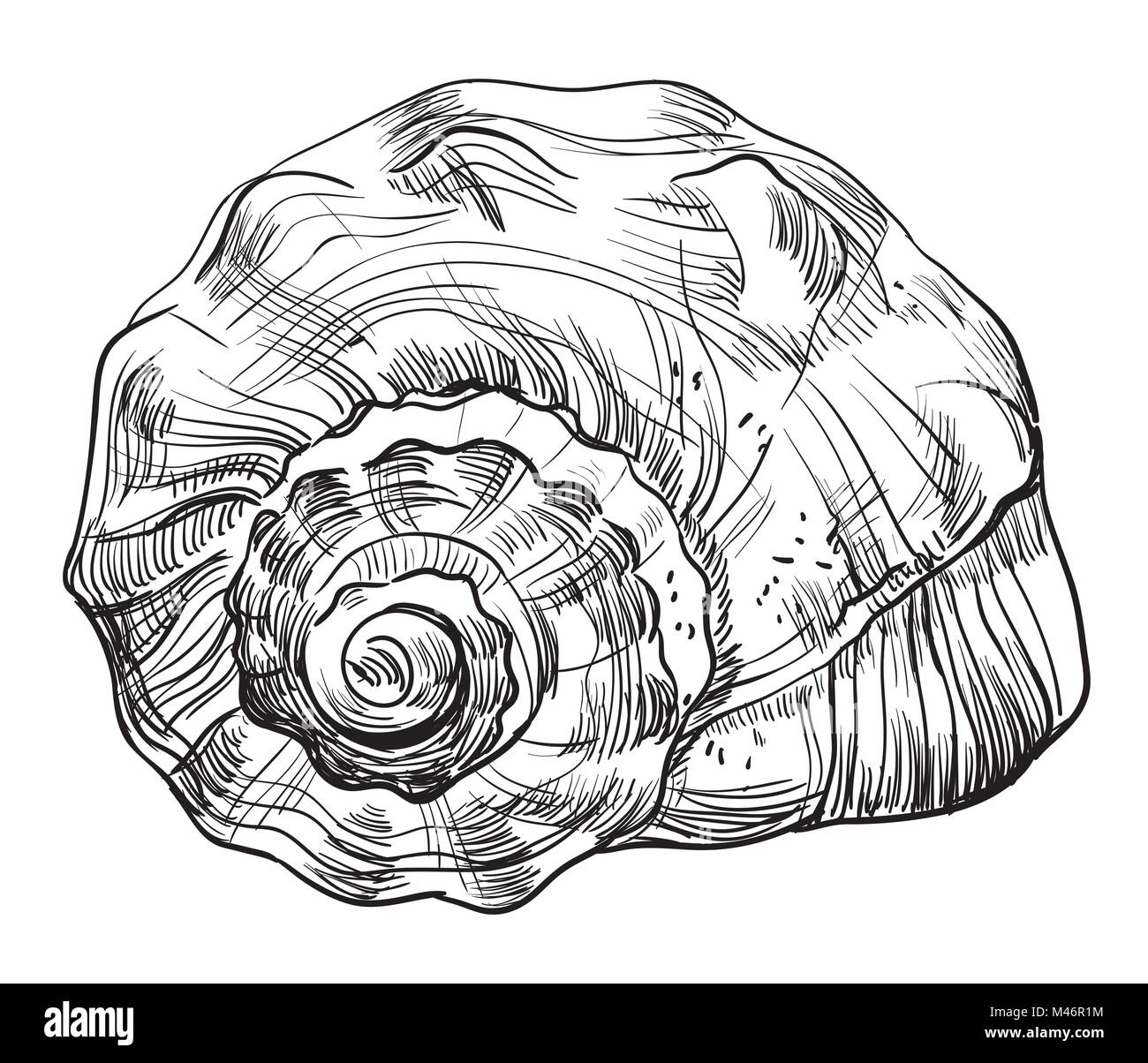 Dibujo a mano ilustración vectorial monocroma de concha (caracola) en