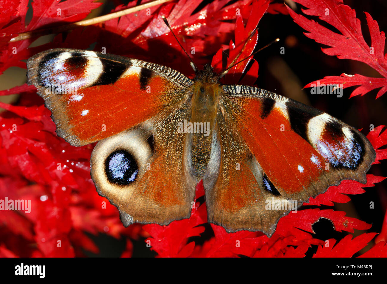 Mariposa pavo real en follaje rojo Foto de stock