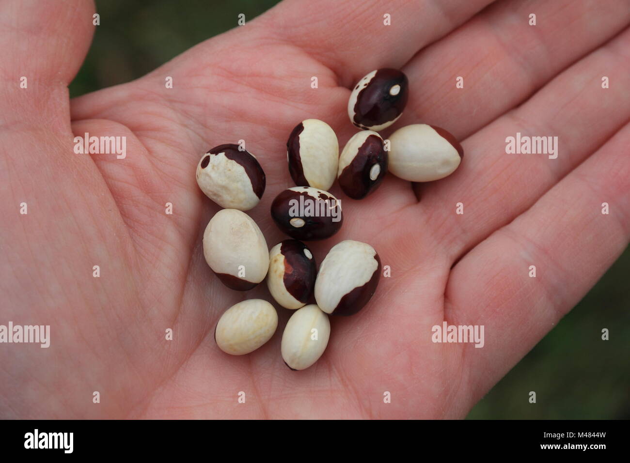 Un puñado de semillas de frijoles Foto de stock