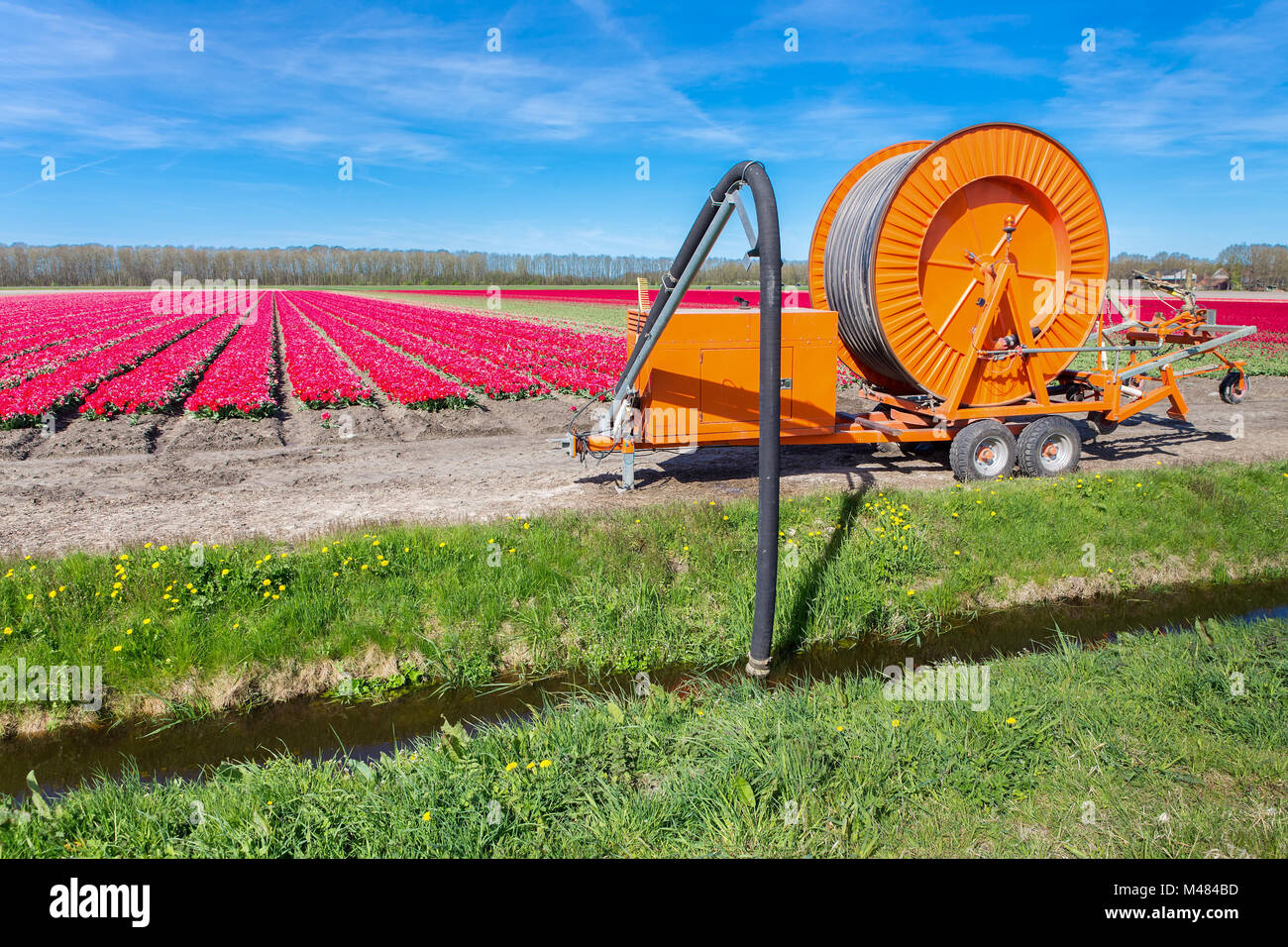 Sistema de rociadores agrícolas bombean agua de zanja con los tulipanes flores Foto de stock