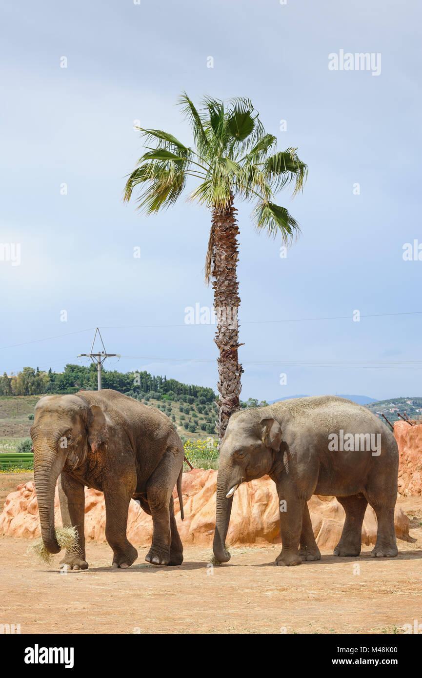 Dos Elefantes asiáticos en un zoológico Foto de stock