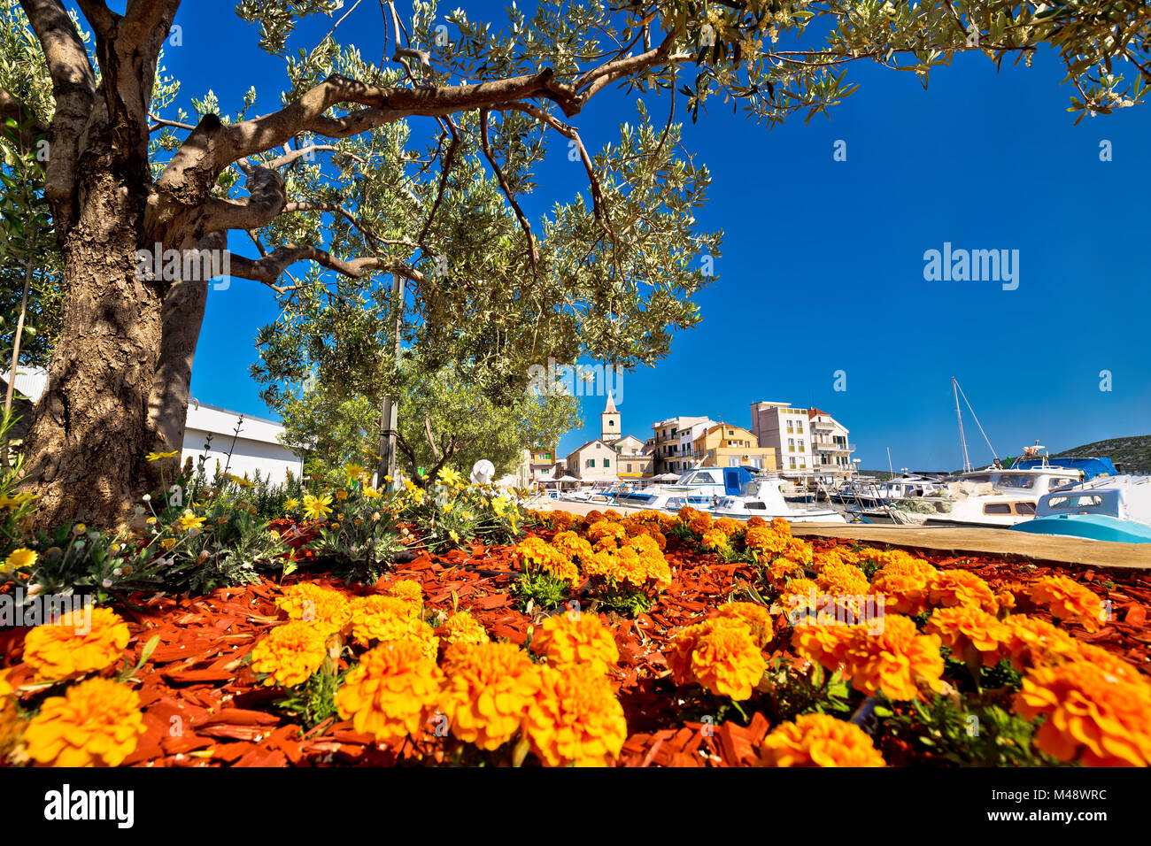 Ciudad de Pirovac flores y Olive Tree view Foto de stock