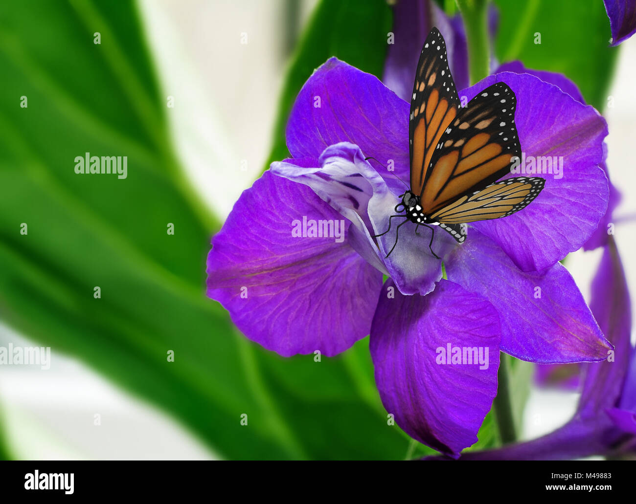 Hermosas flores con pétalos de color púrpura y mariposas. Foto de stock