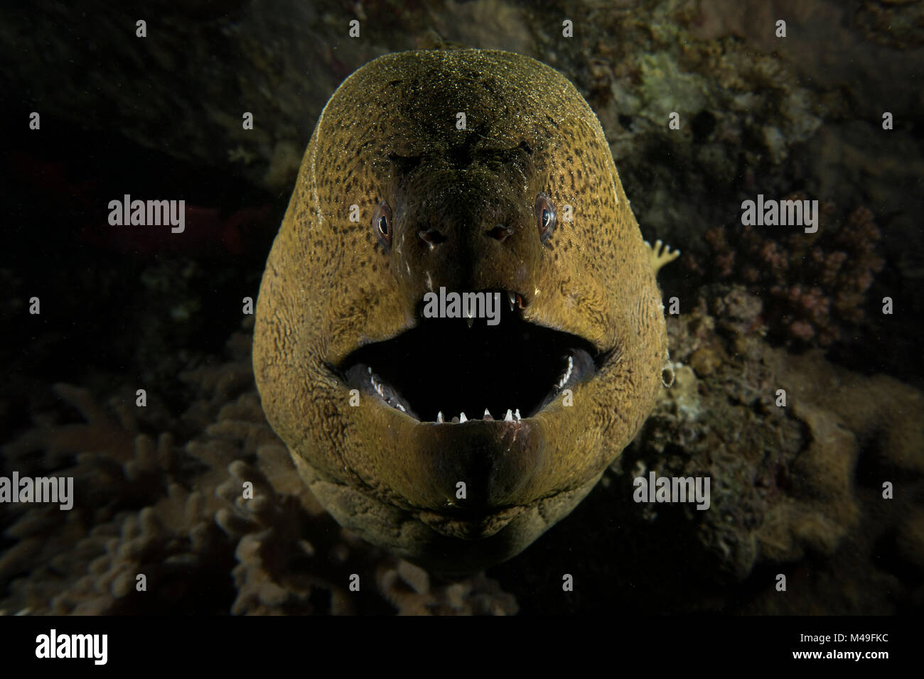 Anguilas Morenas Gigantes Gymnothorax Javanicus Abriendo Su Boca Para Respirar Por La Noche En La Barcaza Naufragio Y Gubal Island El Norte Del Mar Rojo Fotografia De Stock Alamy