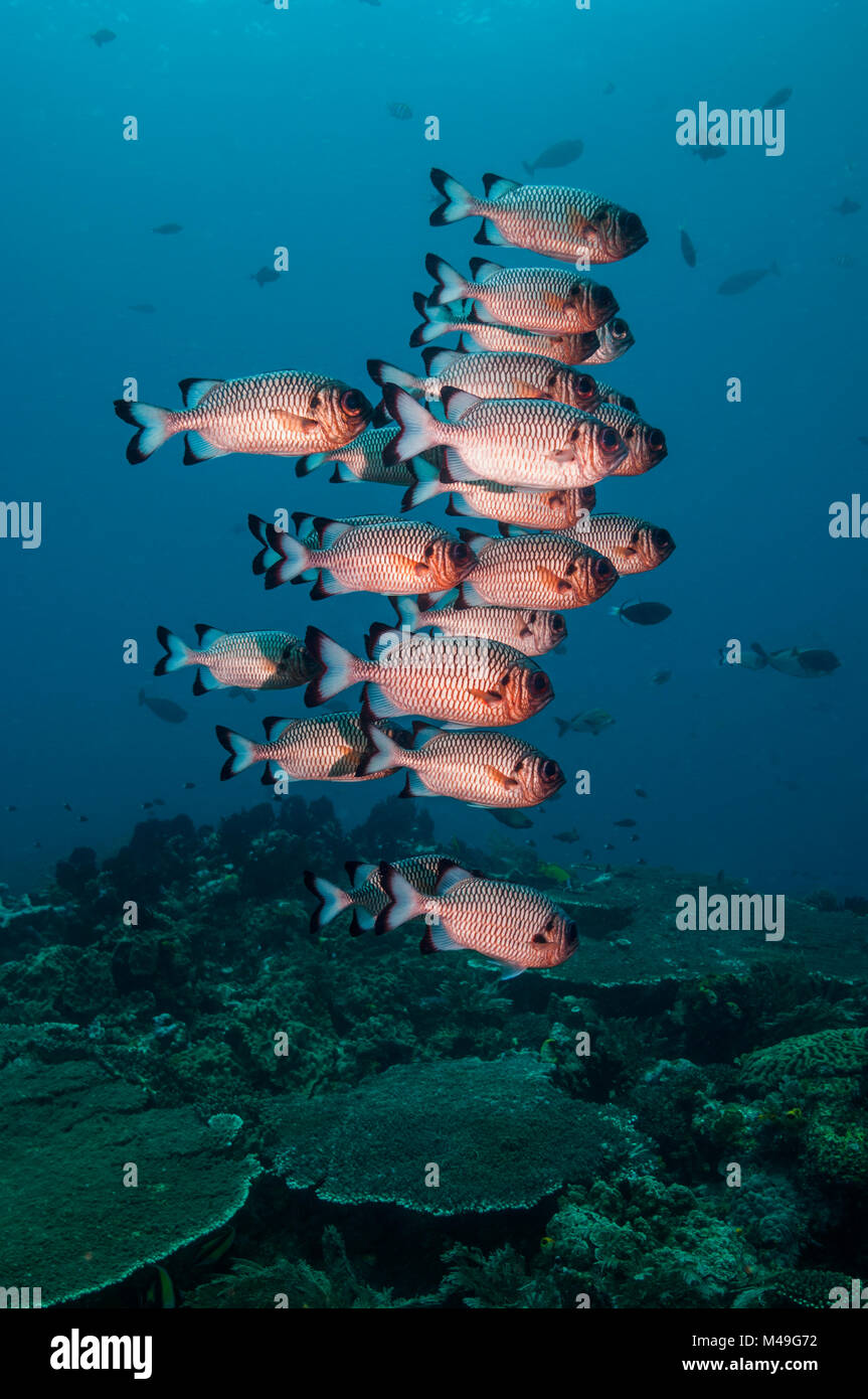 (Myripristis adusta Shadowfin soldierfish) Papua Occidental, Indonesia. Foto de stock