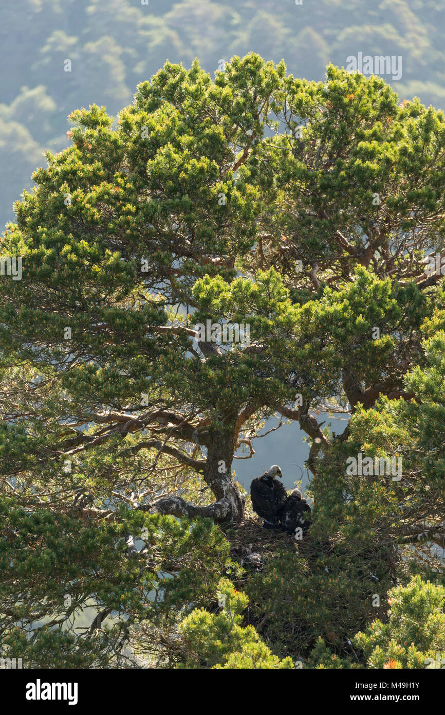 Águila real (Aquila chrysaetos) dos polluelos en pino nido, Escocia  Fotografía de stock - Alamy