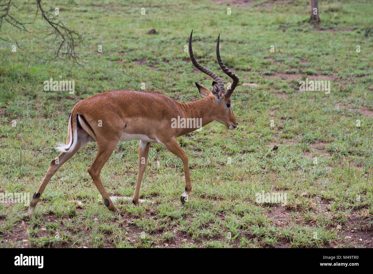 Gacela de Thompson o Gra no gacela en la sabana en el Serengeit, Tanzania, con largos cuernos curvos y árboles en el fondo Foto de stock