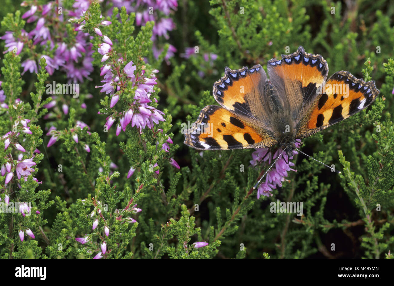 Small Tortoiseshell se encuentra en las regiones templadas de Europa Foto de stock