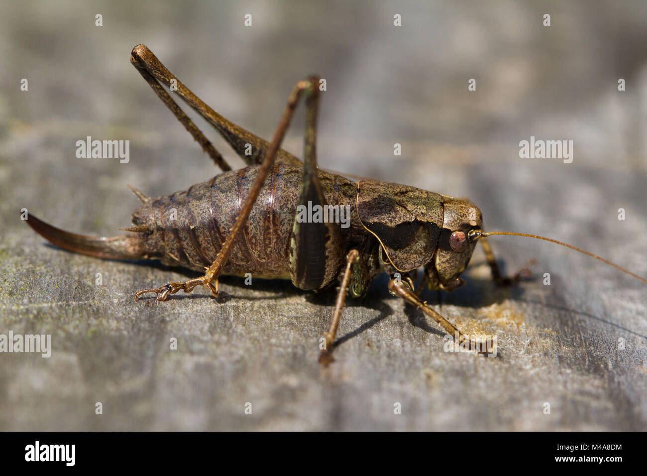Hembra de Bush oscuro Pholidoptera griseoaptera cricket (peregrino) sobre una pasarela de madera Foto de stock