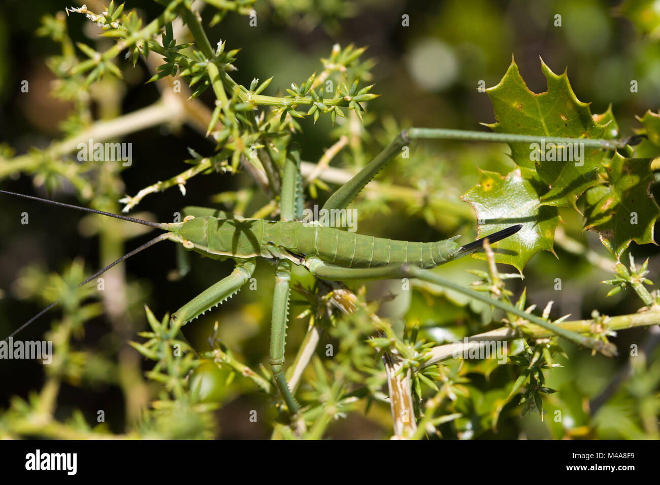 Hembra depredadora común de Bush pedo cricket (Sago) en un arbusto espinoso Foto de stock