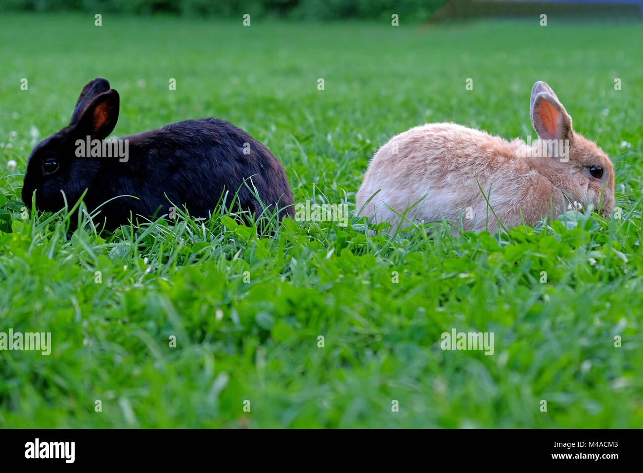 Dos conejos de pastoreo, uno negro, el otro marrón Foto de stock