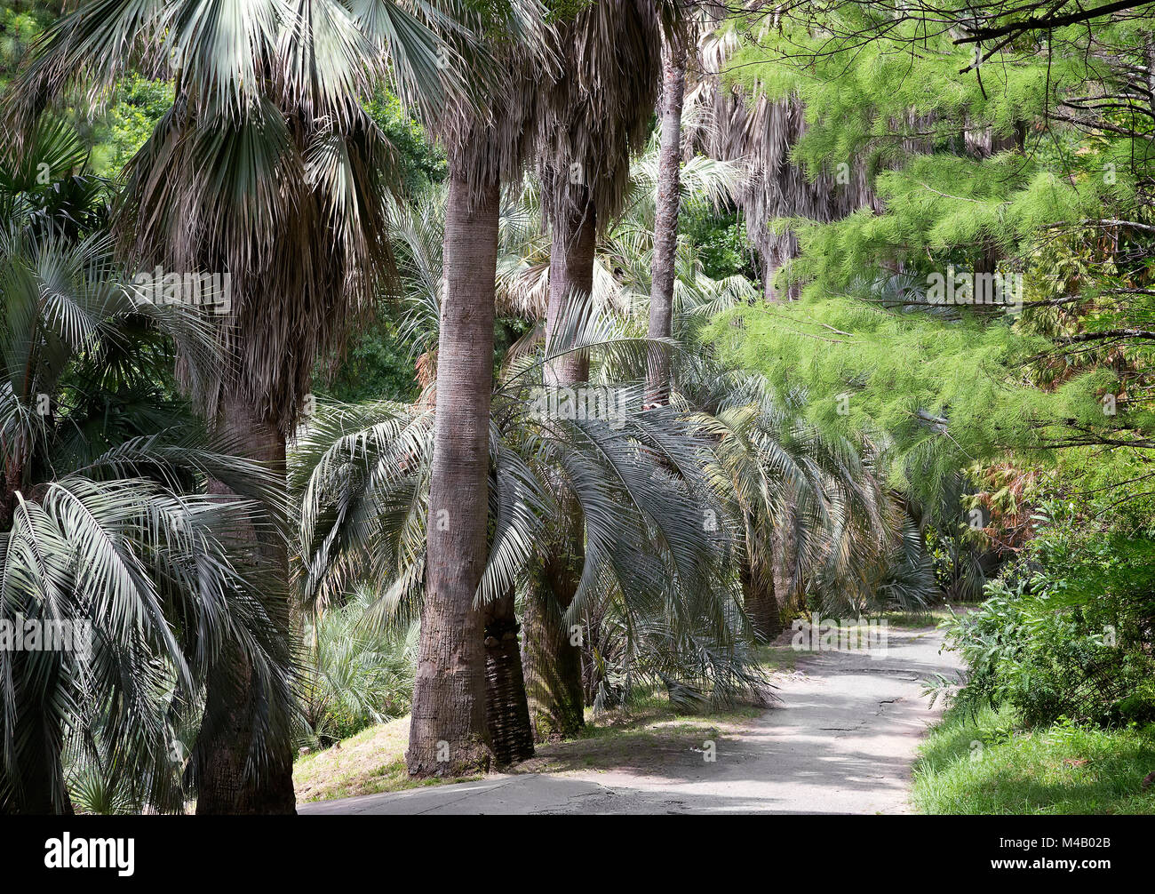 Arboretum de plantas tropicales y subtropicales. Foto de stock