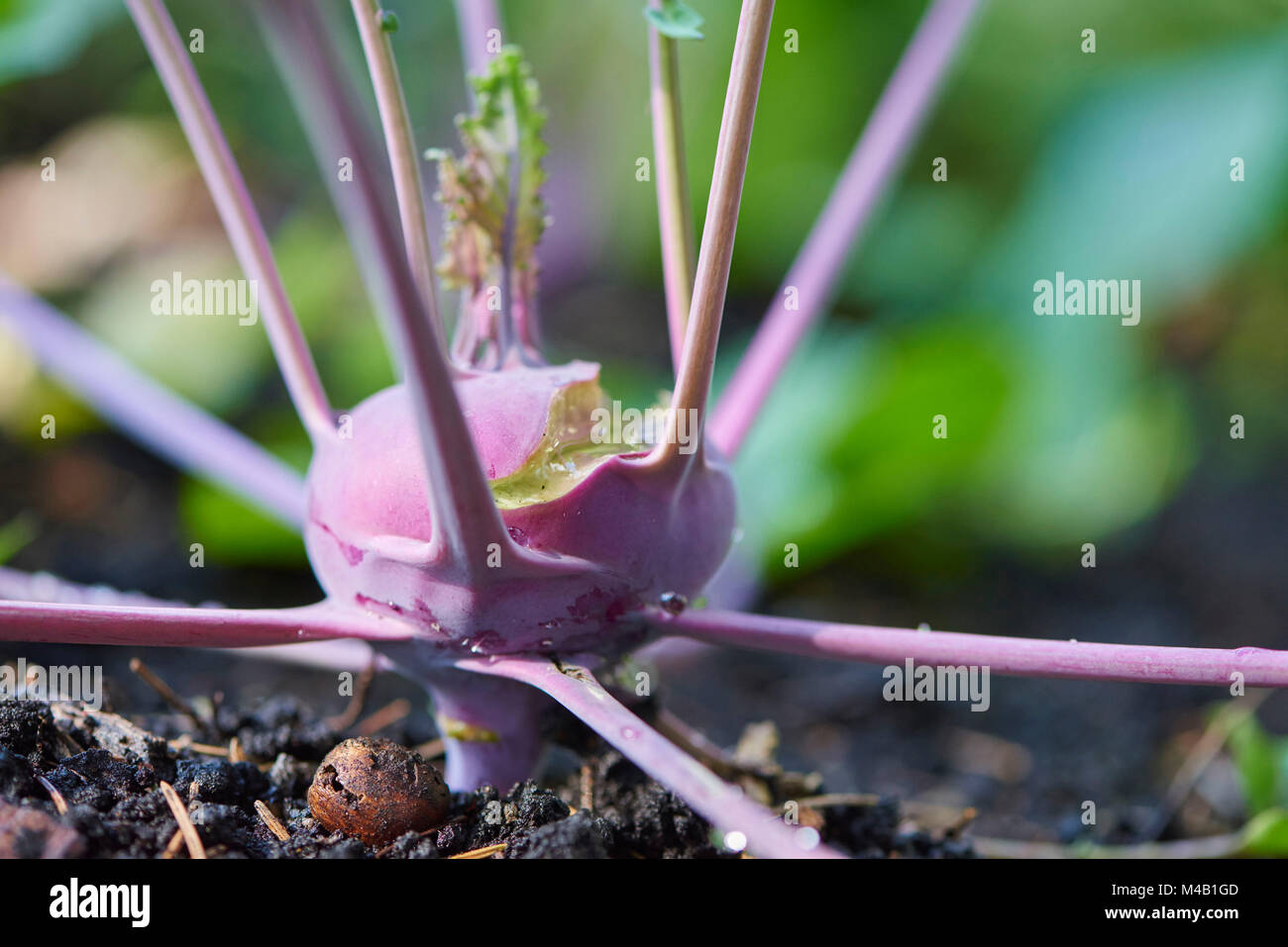 Colinabo,Brassica oleracea var. gongylodes,creciendo,jardín,suelo,otoño Foto de stock