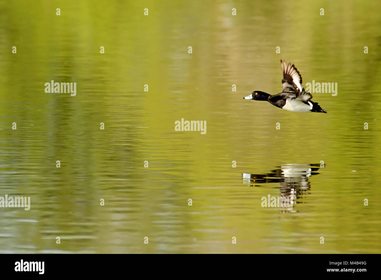 Tufted duck volando Foto de stock
