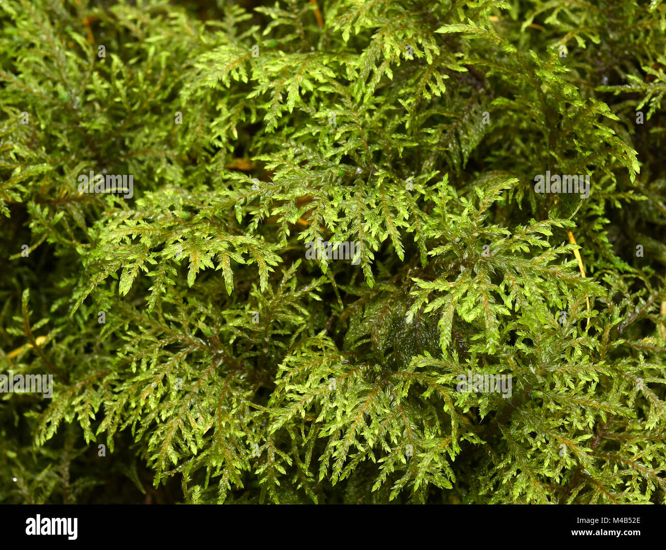 Moss; reluciente madera-moss; espléndido; stairstep feathermoss musgo; Foto de stock