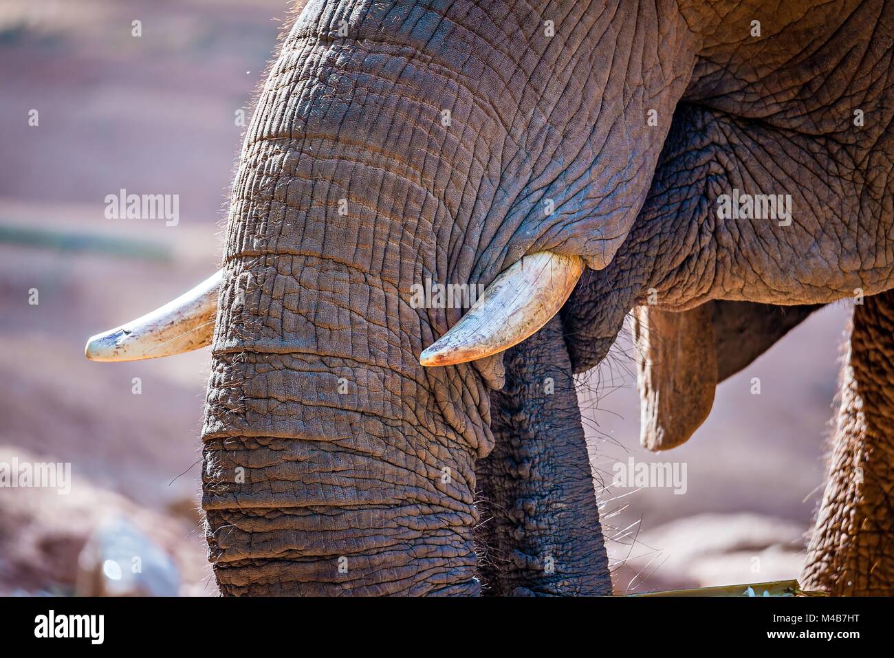 Elefante africano (Loxodonta Africana), la hora de la comida en el zoo. Foto de stock