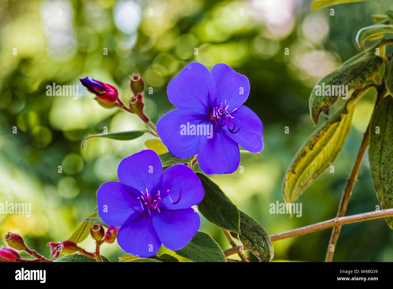 Flor de brasil fotografías e imágenes de alta resolución - Alamy