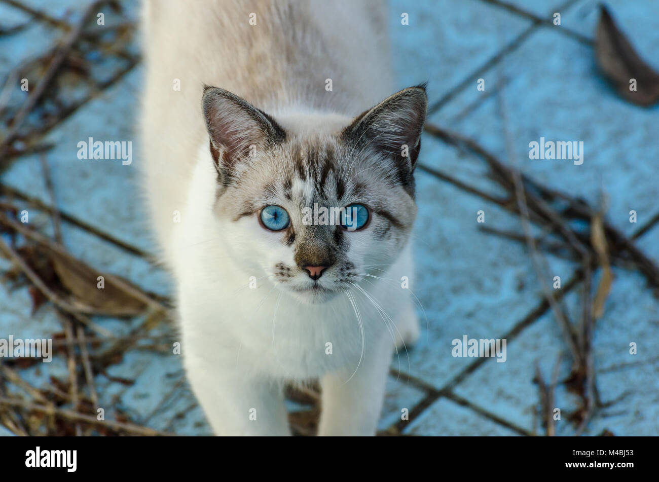 Lindo gato con ojos azules reproduciendo dentro de una piscina vacía Foto de stock